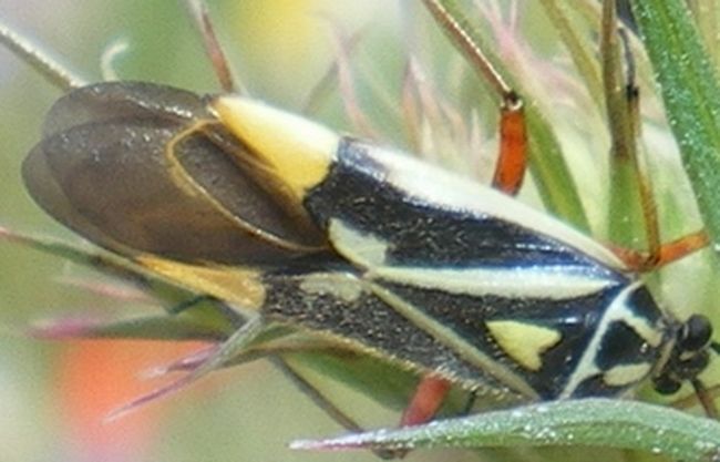 Miridae: Brachycoleus steini delle Marche (PG)